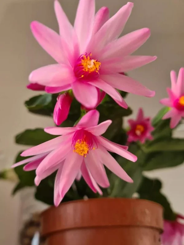 Pink Easter Cactus Live Plant - Rhipsalidopsis - 5-6 Inch Tall, 3.5 Inch Pot Pink Easter Cactus Live Plant - Rhipsalidopsis - 5-6 Inch Tall, 3.5 Inch Pot - Image 3