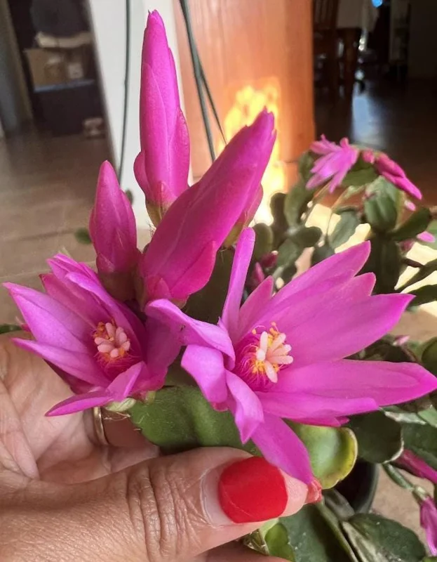 Pink Easter Cactus Live Plant - Rhipsalidopsis - 5-6 Inch Tall, 3.5 Inch Pot Pink Easter Cactus Live Plant - Rhipsalidopsis - 5-6 Inch Tall, 3.5 Inch Pot - Image 4