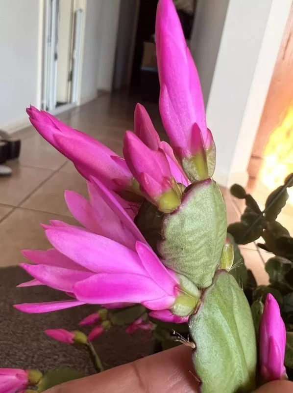 Pink Easter Cactus Live Plant - Rhipsalidopsis - 5-6 Inch Tall, 3.5 Inch Pot Pink Easter Cactus Live Plant - Rhipsalidopsis - 5-6 Inch Tall, 3.5 Inch Pot - Image 5