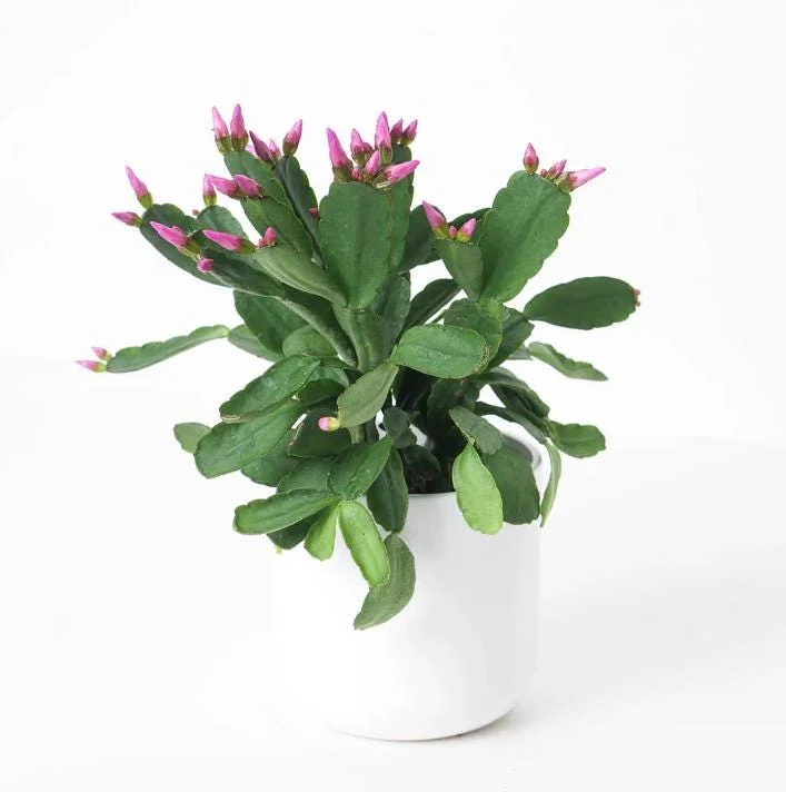 Pink Easter Cactus Live Plant - Rhipsalidopsis - 5-6 Inch Tall, 3.5 Inch Pot Pink Easter Cactus Live Plant - Rhipsalidopsis - 5-6 Inch Tall, 3.5 Inch Pot - Image 6