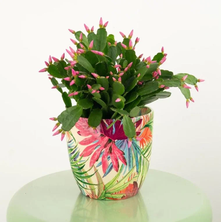 Pink Easter Cactus Live Plant - Rhipsalidopsis - 5-6 Inch Tall, 3.5 Inch Pot Pink Easter Cactus Live Plant - Rhipsalidopsis - 5-6 Inch Tall, 3.5 Inch Pot - Image 7