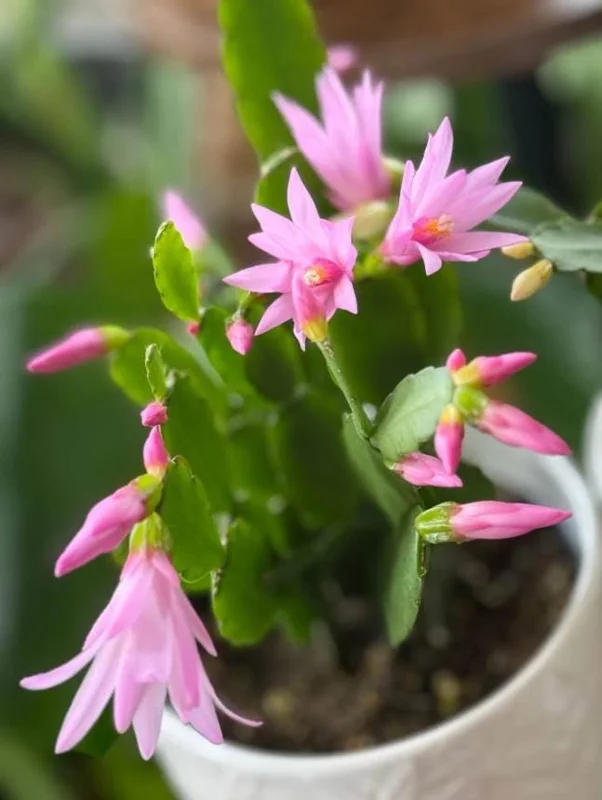 Pink Easter Cactus Live Plant - Rhipsalidopsis - 5-6 Inch Tall, 3.5 Inch Pot Pink Easter Cactus Live Plant - Rhipsalidopsis - 5-6 Inch Tall, 3.5 Inch Pot - Image 8