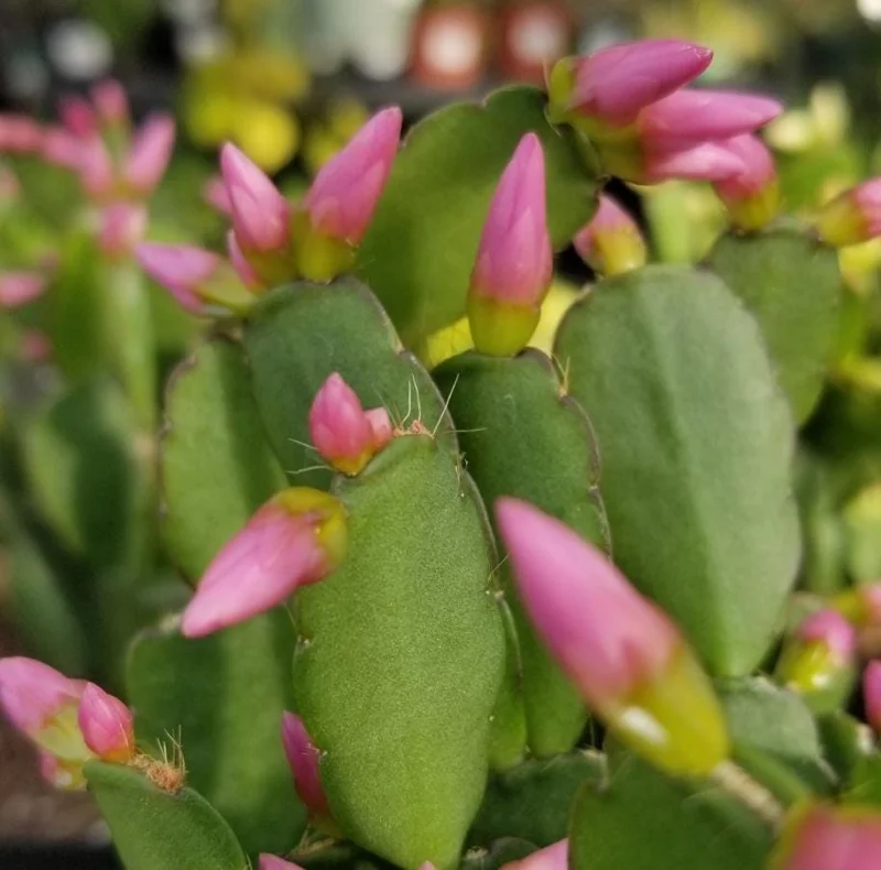 Pink Easter Cactus Live Plant - Rhipsalidopsis - 5-6 Inch Tall, 3.5 Inch Pot Pink Easter Cactus Live Plant - Rhipsalidopsis - 5-6 Inch Tall, 3.5 Inch Pot - Image 9