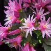 Pink Easter Cactus Live Plant - Rhipsalidopsis - 5-6 Inch Tall, 3.5 Inch Pot - Image 1