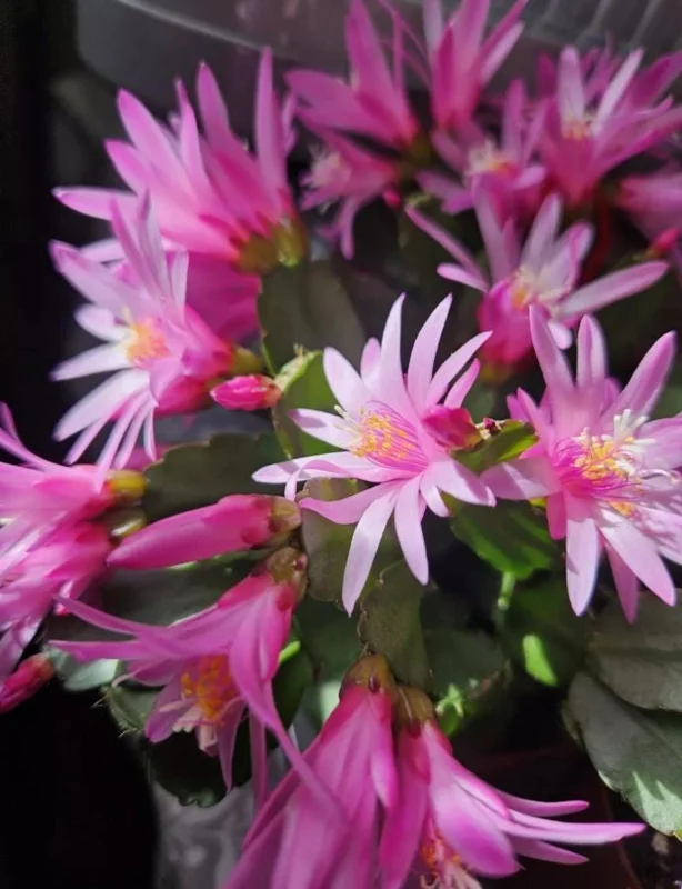 Pink Easter Cactus Live Plant - Rhipsalidopsis - 5-6 Inch Tall, 3.5 Inch Pot Pink Easter Cactus Live Plant - Rhipsalidopsis - 5-6 Inch Tall, 3.5 Inch Pot - Image 1