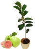 Pink Guava Live Plant – Psidium Guajava Tropical Fruit Tree – 8-16 Inches Tall - Image 1