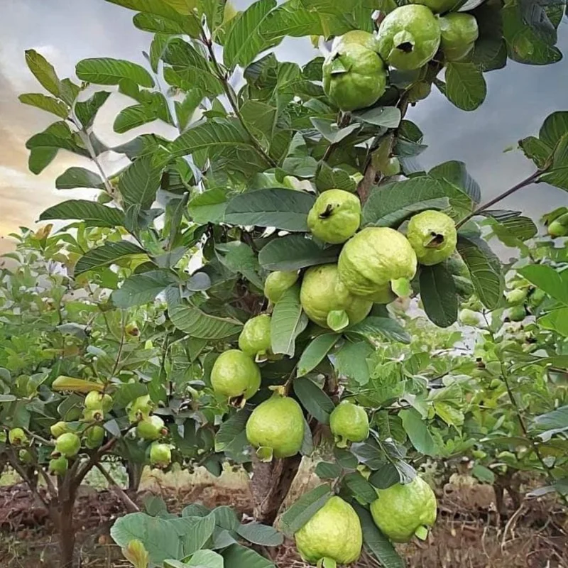 Pink Guava Live Plant - Sweet Tropical Fruit Tree, 1 Gallon Pot, USDA Zones 9-11 - Image 2