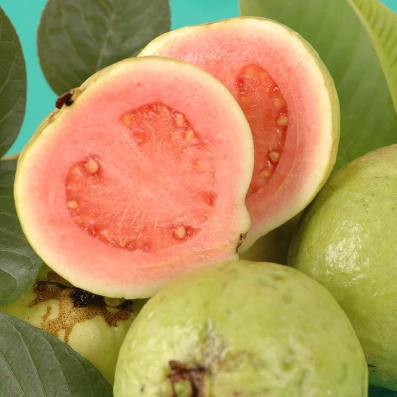 Pink Guava Live Plant - Sweet Tropical Fruit Tree, 1 Gallon Pot, USDA Zones 9-11 Pink Guava Live Plant - Sweet Tropical Fruit Tree, 1 Gallon Pot, USDA Zones 9-11 - Image 3