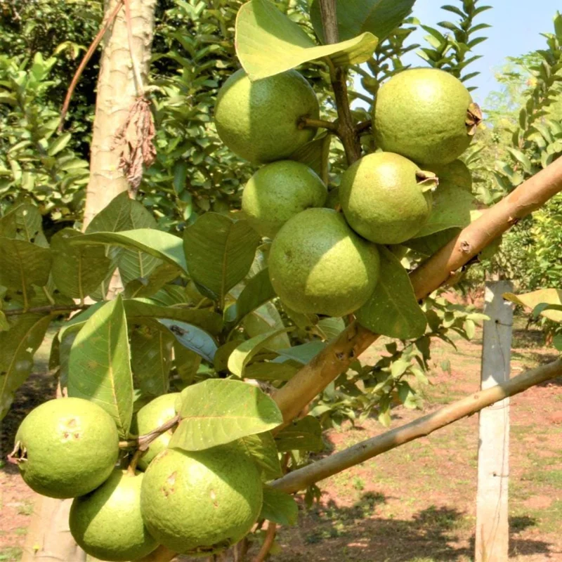 Pink Guava Live Plant - Sweet Tropical Fruit Tree, 1 Gallon Pot, USDA Zones 9-11 Pink Guava Live Plant - Sweet Tropical Fruit Tree, 1 Gallon Pot, USDA Zones 9-11 - Image 5