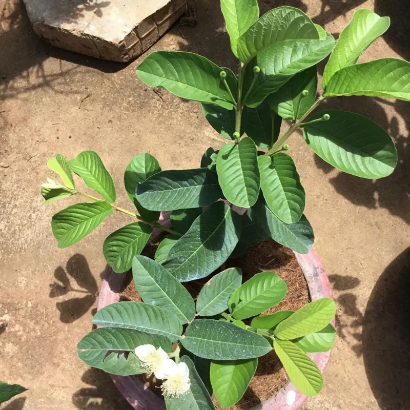 Pink Guava Live Plant - Sweet Tropical Fruit Tree, 1 Gallon Pot, USDA Zones 9-11 Pink Guava Live Plant - Sweet Tropical Fruit Tree, 1 Gallon Pot, USDA Zones 9-11 - Image 6