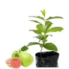 Pink Guava Live Plant - Tropical Psidium Guajava Fruit Tree 4-8 inches Tall - Image 1