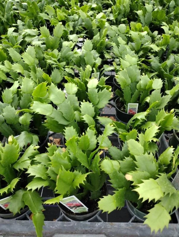 Pink Holiday Cactus Plant – Live Plant – 2 Pots, 3 Inch – Indoor Pink Holiday Cactus Plant – Live Plant – 2 Pots, 3 Inch – Indoor - Image 2