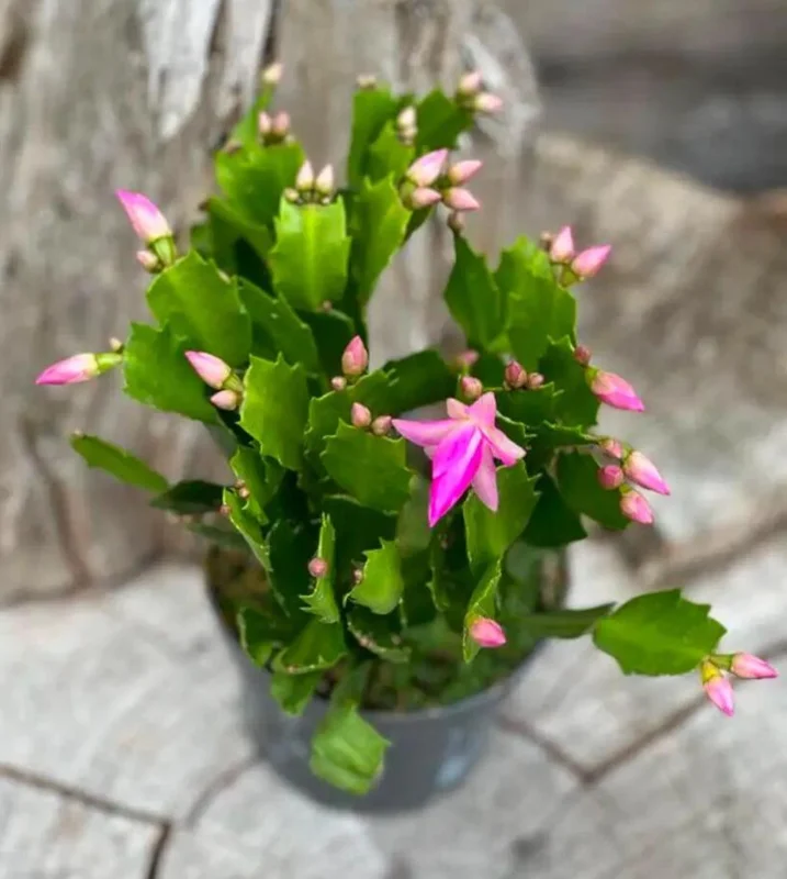 Pink Holiday Cactus Plant – Live Plant – 2 Pots, 3 Inch – Indoor Pink Holiday Cactus Plant – Live Plant – 2 Pots, 3 Inch – Indoor - Image 5