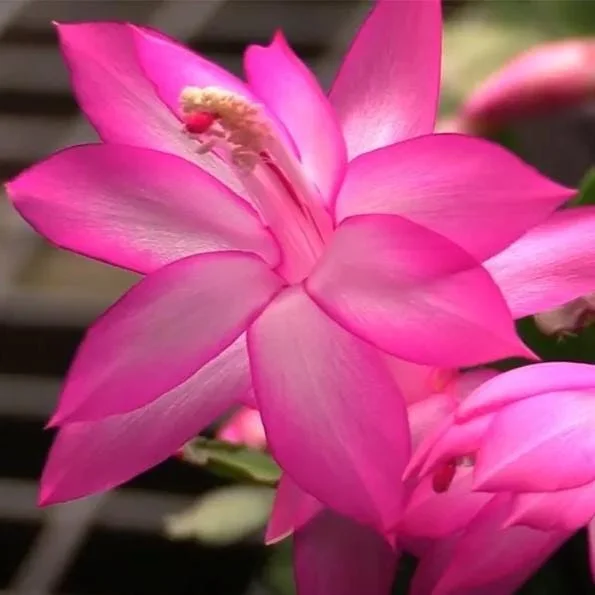 Pink Holiday Cactus Plant – Live Plant – 2 Pots, 3 Inch – Indoor Pink Holiday Cactus Plant – Live Plant – 2 Pots, 3 Inch – Indoor - Image 7