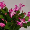Pink Holiday Cactus Plant – Live Plant – 2 Pots, 3 Inch – Indoor Pink Holiday Cactus Plant – Live Plant – 2 Pots, 3 Inch – Indoor - Image 1