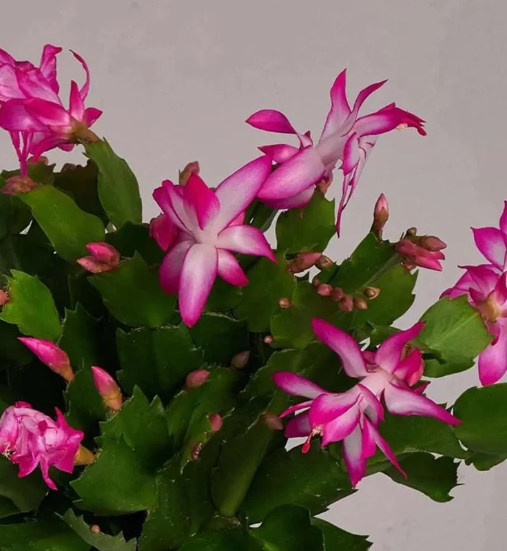 Pink Holiday Cactus Plant – Live Plant – 2 Pots, 3 Inch – Indoor Pink Holiday Cactus Plant – Live Plant – 2 Pots, 3 Inch – Indoor - Image 1