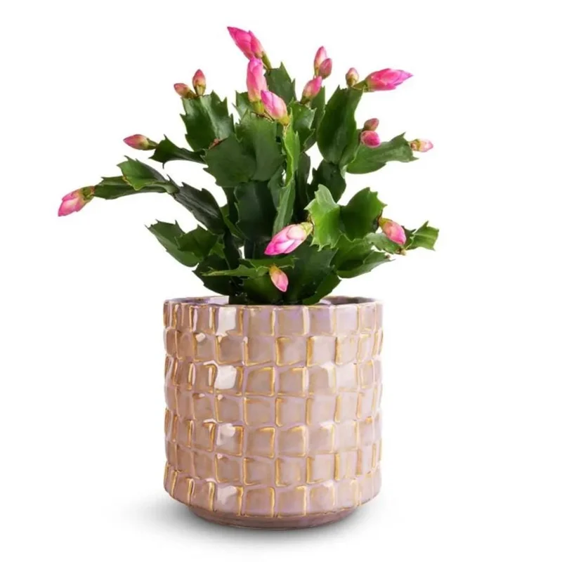 Pink Holiday Cactus Plant – Live Plant – 2 Pots, 3 Inch – Indoor Pink Holiday Cactus Plant – Live Plant – 2 Pots, 3 Inch – Indoor - Image 8