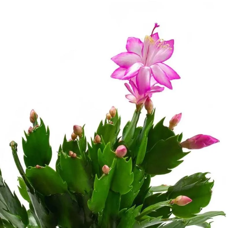 Pink Holiday Cactus Plant – Live Plant – 2 Pots, 3 Inch – Indoor Pink Holiday Cactus Plant – Live Plant – 2 Pots, 3 Inch – Indoor - Image 9