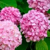 Pink Hydrangea Live Plant - 6-12" Tall - 1 Quart Pot - Outdoor Garden Shrub - Image 1