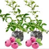 Pink Lemonade Blueberry Live Plant, Dwarf Fruit Tree, 2-Pack, 4-6 Inch Tall - Image 1