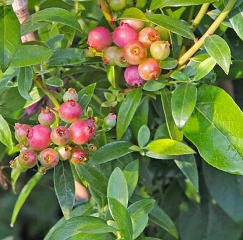 Pink Lemonade Blueberry Live Plant - Highbush Vaccinium Corymbosum - 4-6" Tall Starter Pink Lemonade Blueberry Live Plant - Highbush Vaccinium Corymbosum - 4-6" Tall Starter - Image 2