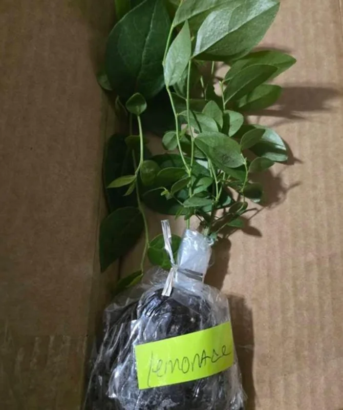 Pink Lemonade Blueberry Live Plant - Highbush Vaccinium Corymbosum - 4-6" Tall Starter Pink Lemonade Blueberry Live Plant - Highbush Vaccinium Corymbosum - 4-6" Tall Starter - Image 6