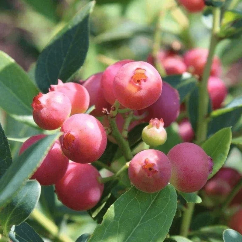 Pink Lemonade Blueberry Live Plant - Highbush Vaccinium Corymbosum - 4-6" Tall Starter Pink Lemonade Blueberry Live Plant - Highbush Vaccinium Corymbosum - 4-6" Tall Starter - Image 7