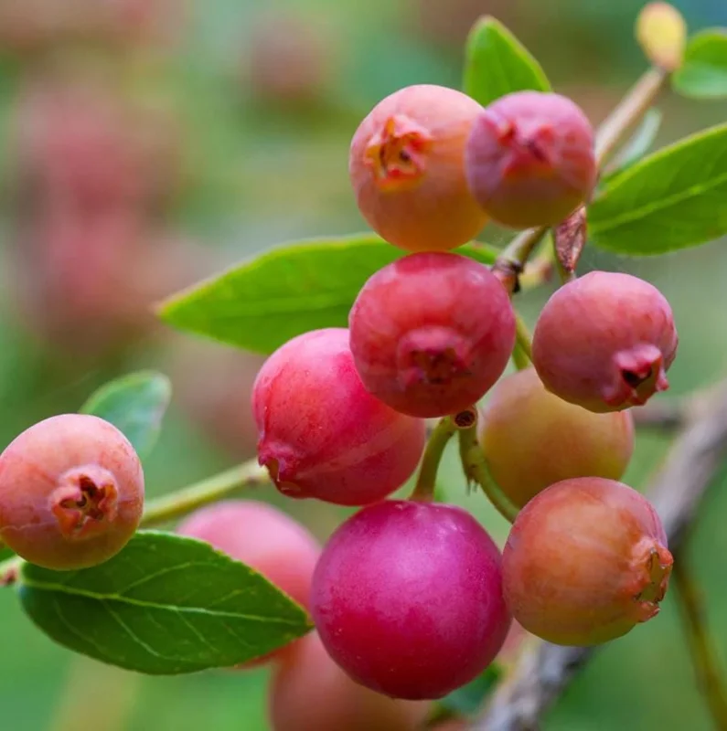 Pink Lemonade Blueberry Live Plant - Highbush Vaccinium Corymbosum - 4-6" Tall Starter Pink Lemonade Blueberry Live Plant - Highbush Vaccinium Corymbosum - 4-6" Tall Starter - Image 8