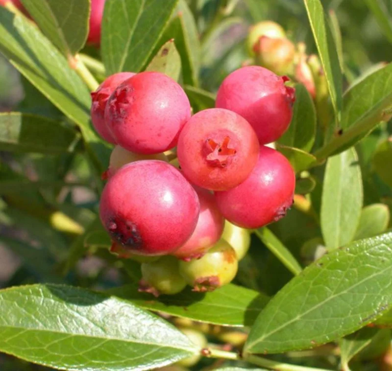 Pink Lemonade Blueberry Live Plant - Highbush Vaccinium Corymbosum - 4-6" Tall Starter Pink Lemonade Blueberry Live Plant - Highbush Vaccinium Corymbosum - 4-6" Tall Starter - Image 9