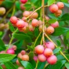 Pink Lemonade Blueberry Live Plant - Highbush Vaccinium Corymbosum - 4-6" Tall Starter - Image 1