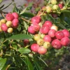 Pink Lemonade Blueberry Live Plant - Set of 2, 4-6" Tall, Edible Fruit Shrub for Outdoor Gardens - Image 1