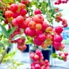 Pink Lemonade Blueberry Live Starter Plant - Dwarf Fruit Tree, Pink Berries, 4-6 Inch Tall - Image 1