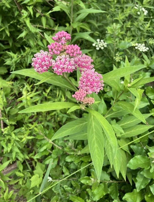 Pink Milkweed Live Plants - Set of 2 Starter Plants, 4-6" Tall, Asclepias spp. - Outdoor, Pollinator Garden - Image 2