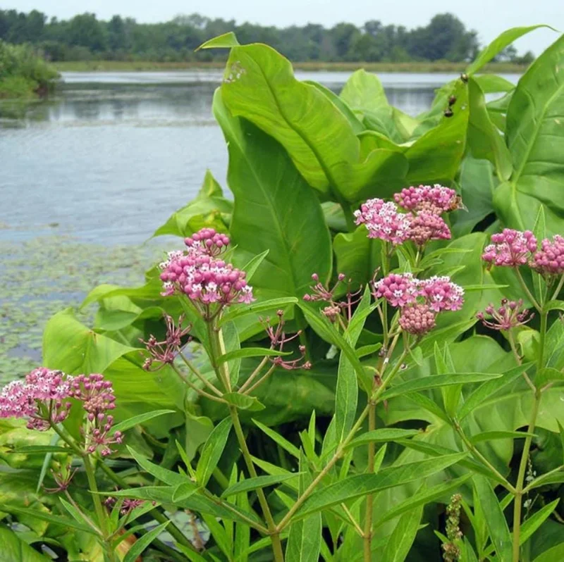 Pink Milkweed Live Plants - Set of 2 Starter Plants, 4-6" Tall, Asclepias spp. - Outdoor, Pollinator Garden - Image 1