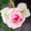 Pink New Dawn Rose Live Plant - Climbing Bush, Fragrant, 4-6 Inch Tall Pink New Dawn Rose Live Plant - Climbing Bush, Fragrant, 4-6 Inch Tall - Image 1