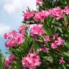 Pink Oleander Live Plant Starter (Nerium oleander) - Set of 4, 4-8" Tall, Outdoor Flowering Shrub - Image 1