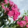 Pink Oleander Live Starter Plants - 2 Pack, 4-9 Inch Tall, Outdoor Shrub Pink Oleander Live Starter Plants - 2 Pack, 4-9 Inch Tall, Outdoor Shrub - Image 1
