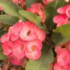 Pink Salmon Crown of Thorns Live Plant, Euphorbia Milii, 4-6 Inch Tall Pink Salmon Crown of Thorns Live Plant, Euphorbia Milii, 4-6 Inch Tall - Image 1