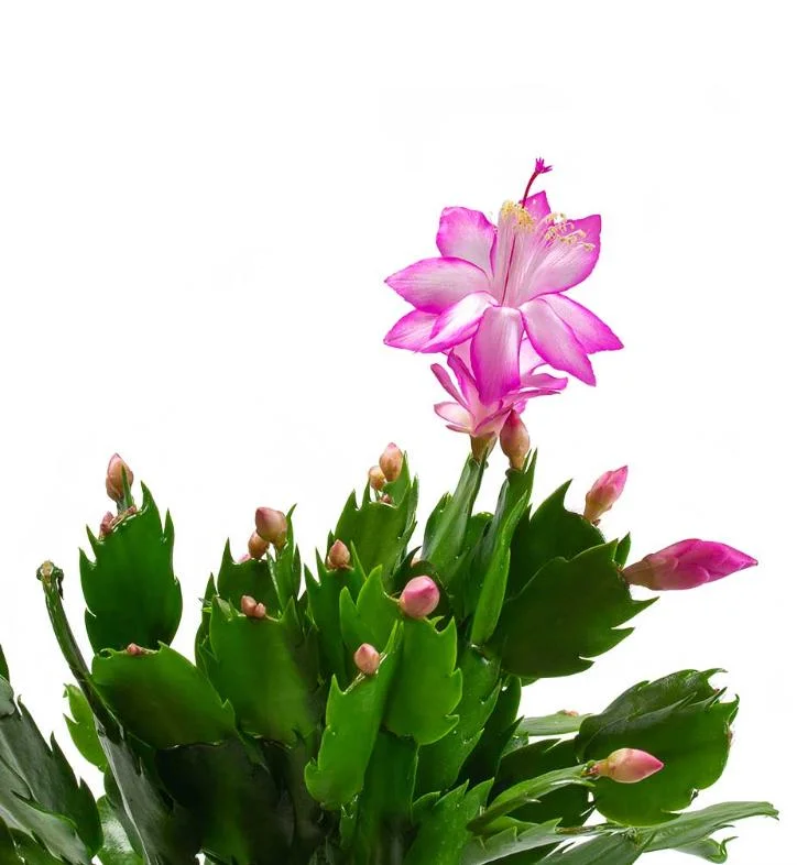 Pink Schlumbergera Live Plant - Holiday Cactus - 2 Small Plants in 3 Inch Pot - Indoor/Outdoor Pink Schlumbergera Live Plant - Holiday Cactus - 2 Small Plants in 3 Inch Pot - Indoor/Outdoor - Image 2