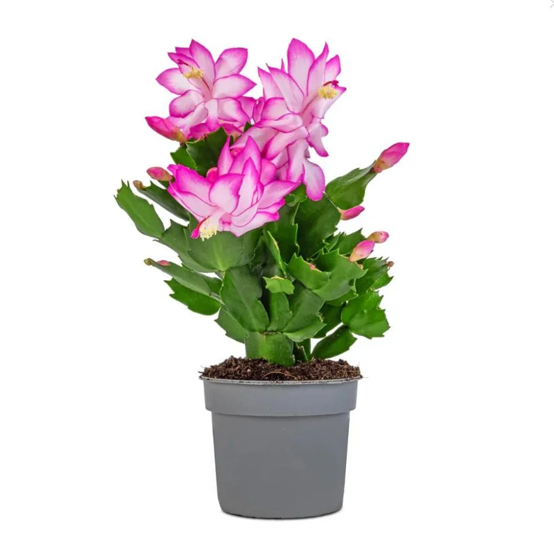 Pink Schlumbergera Live Plant - Holiday Cactus - 2 Small Plants in 3 Inch Pot - Indoor/Outdoor Pink Schlumbergera Live Plant - Holiday Cactus - 2 Small Plants in 3 Inch Pot - Indoor/Outdoor - Image 3