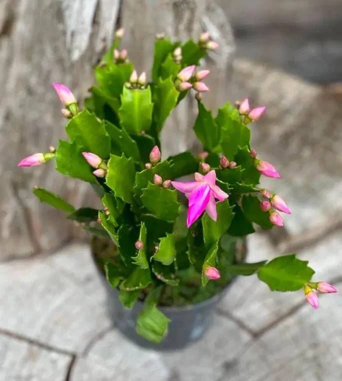 Pink Schlumbergera Live Plant - Holiday Cactus - 2 Small Plants in 3 Inch Pot - Indoor/Outdoor Pink Schlumbergera Live Plant - Holiday Cactus - 2 Small Plants in 3 Inch Pot - Indoor/Outdoor - Image 4