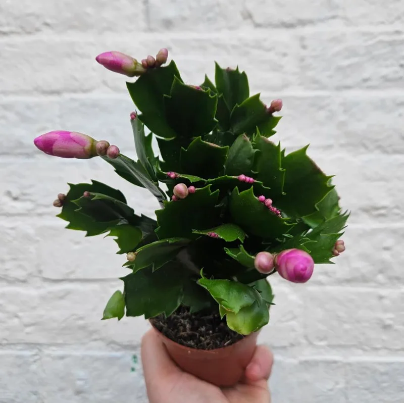 Pink Schlumbergera Live Plant - Holiday Cactus - 2 Small Plants in 3 Inch Pot - Indoor/Outdoor Pink Schlumbergera Live Plant - Holiday Cactus - 2 Small Plants in 3 Inch Pot - Indoor/Outdoor - Image 5