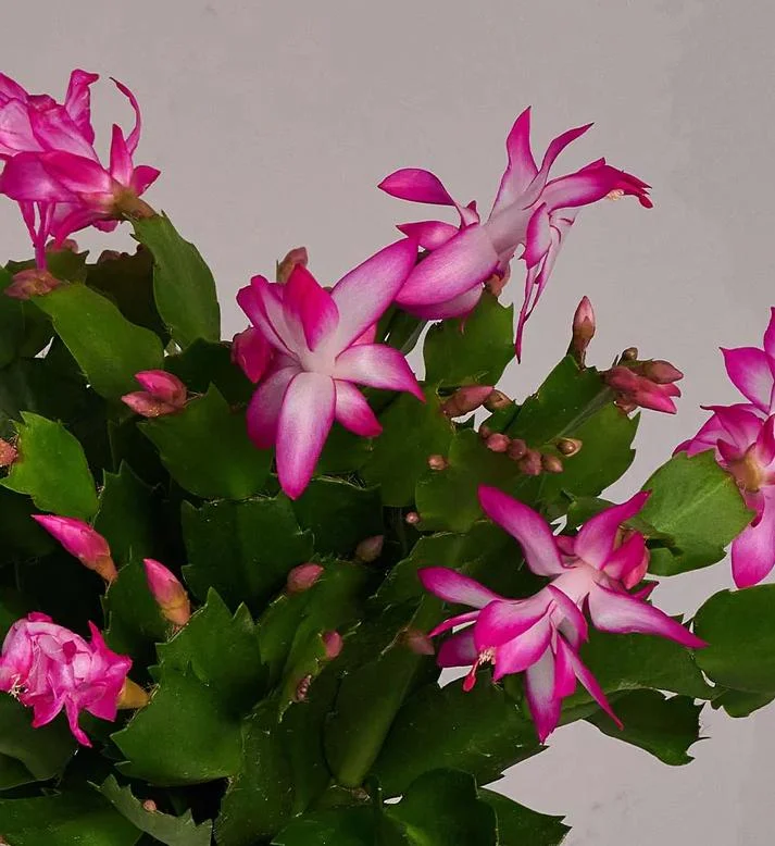 Pink Schlumbergera Live Plant - Holiday Cactus - 2 Small Plants in 3 Inch Pot - Indoor/Outdoor Pink Schlumbergera Live Plant - Holiday Cactus - 2 Small Plants in 3 Inch Pot - Indoor/Outdoor - Image 6