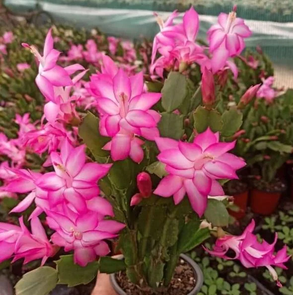 Pink Schlumbergera Live Plant - Holiday Cactus - 2 Small Plants in 3 Inch Pot - Indoor/Outdoor Pink Schlumbergera Live Plant - Holiday Cactus - 2 Small Plants in 3 Inch Pot - Indoor/Outdoor - Image 8
