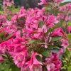 Pink Weigela Live Shrub - 4" Pot, 6-12" Tall - Deciduous Flowering Bush - Image 1