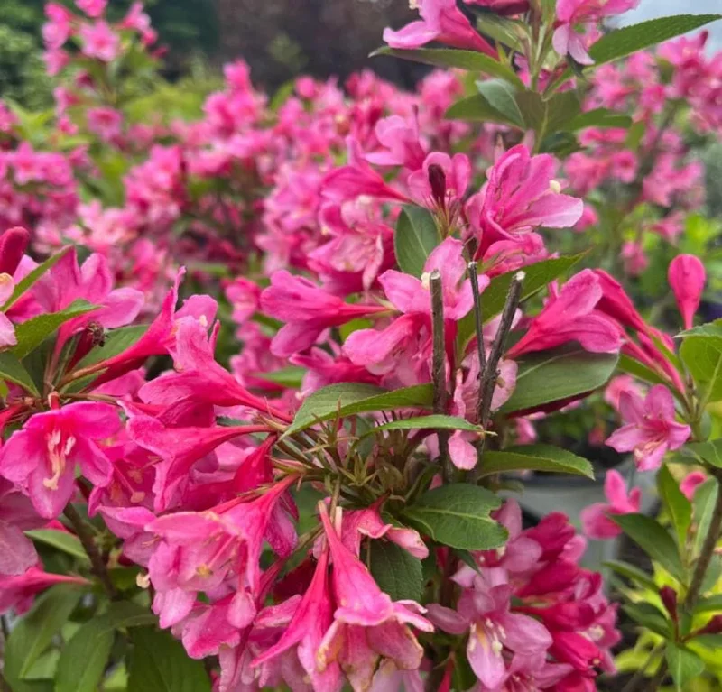 Pink Weigela Live Shrub - 4" Pot, 6-12" Tall - Deciduous Flowering Bush Pink Weigela Live Shrub - 4" Pot, 6-12" Tall - Deciduous Flowering Bush - Image 1
