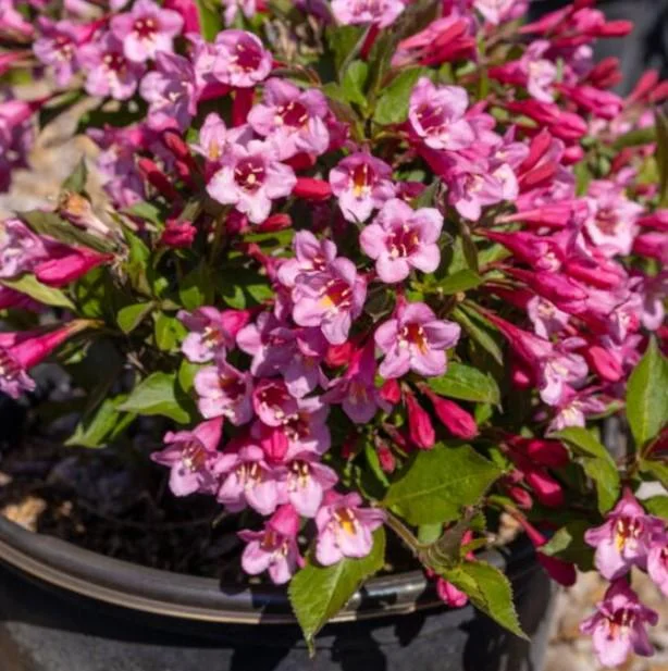 Pink Weigela Live Shrub - 4" Pot, 6-12" Tall - Deciduous Flowering Bush Pink Weigela Live Shrub - 4" Pot, 6-12" Tall - Deciduous Flowering Bush - Image 2