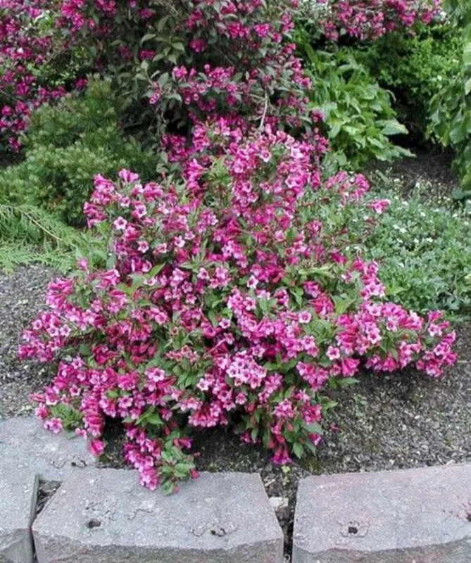 Pink Weigela Live Shrub - 4" Pot, 6-12" Tall - Deciduous Flowering Bush Pink Weigela Live Shrub - 4" Pot, 6-12" Tall - Deciduous Flowering Bush - Image 3