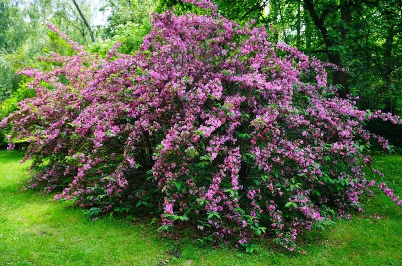 Pink Weigela Live Shrub - 4" Pot, 6-12" Tall - Deciduous Flowering Bush Pink Weigela Live Shrub - 4" Pot, 6-12" Tall - Deciduous Flowering Bush - Image 4