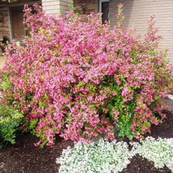Pink Weigela Live Shrub - 4" Pot, 6-12" Tall - Deciduous Flowering Bush Pink Weigela Live Shrub - 4" Pot, 6-12" Tall - Deciduous Flowering Bush - Image 5